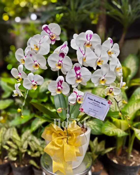 anggrek bulan dalmation premium