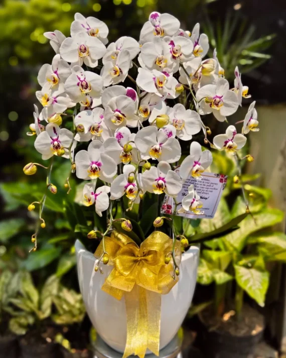 anggrek bulan dalmation premium