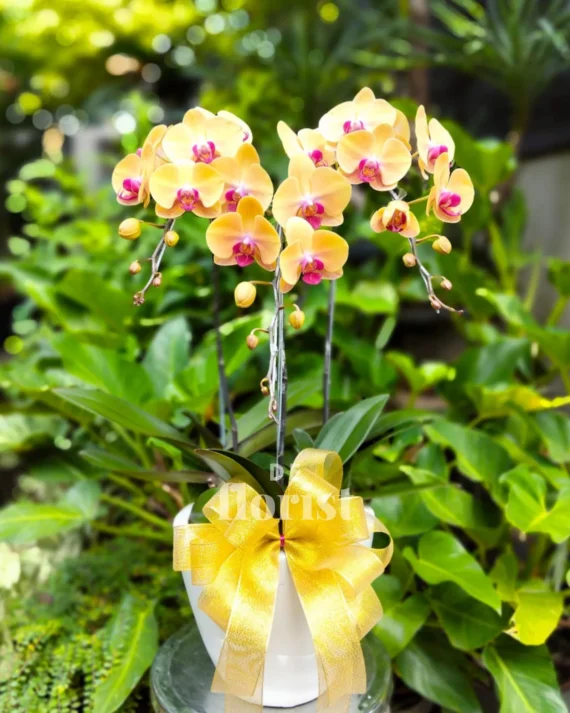 anggrek bulan kuning 03