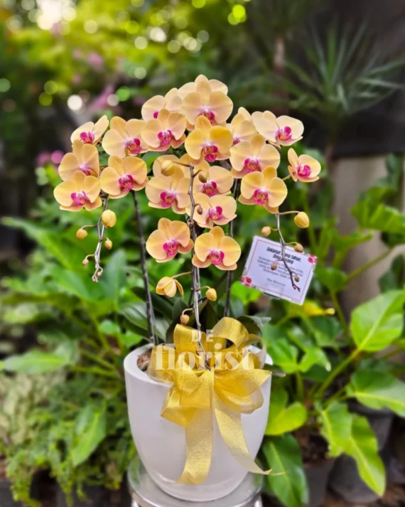 anggrek bulan kuning 4