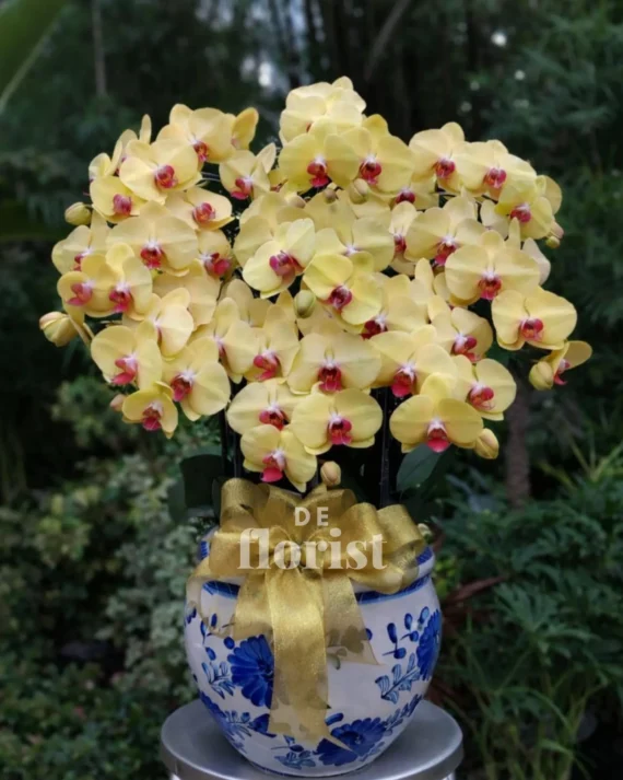 anggrek bulan kuning