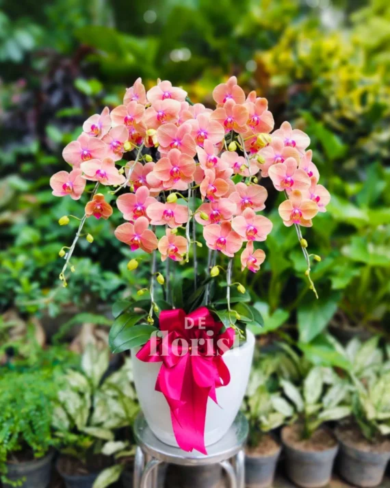 anggrek bulan orange 7