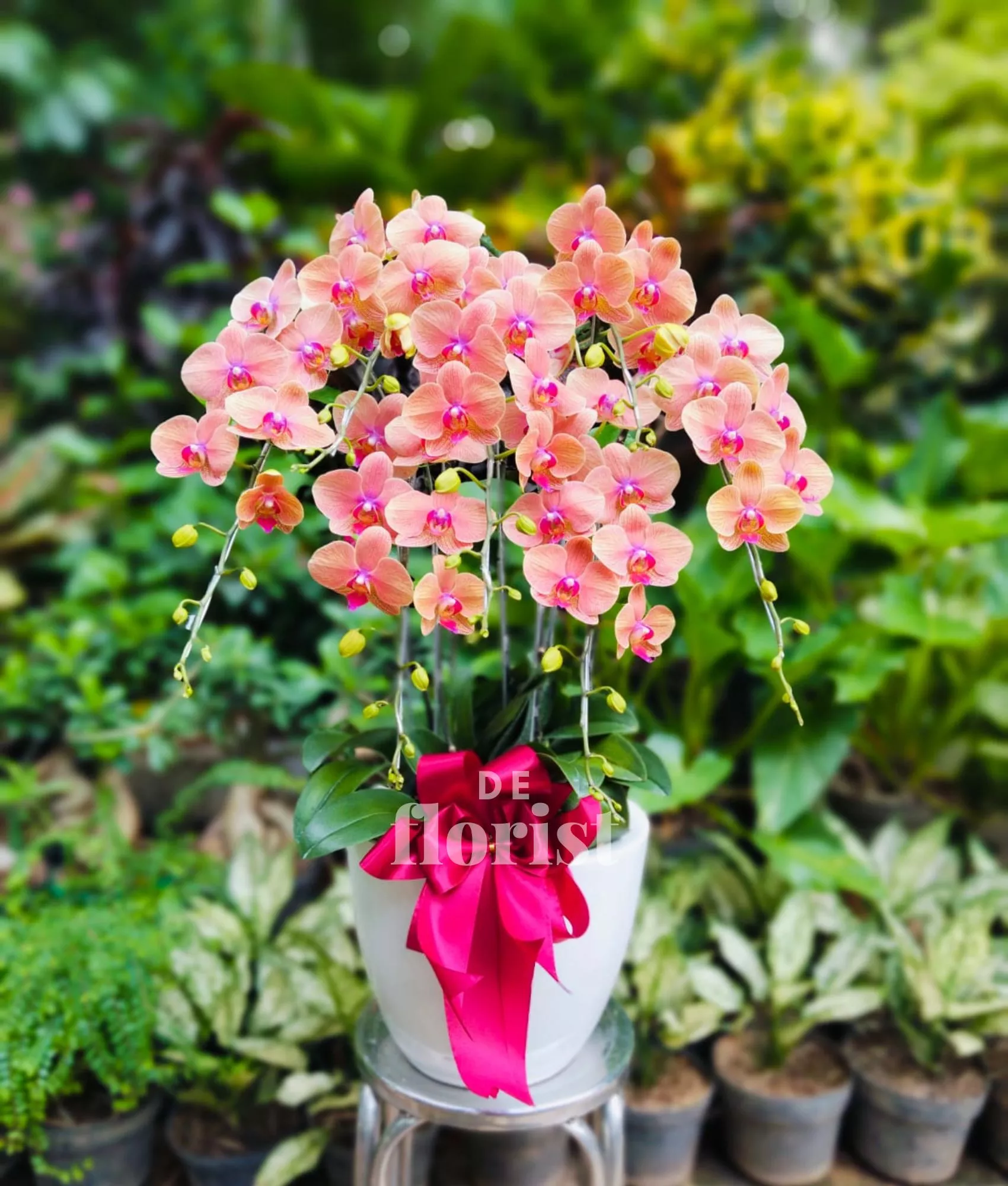 anggrek bulan orange 7