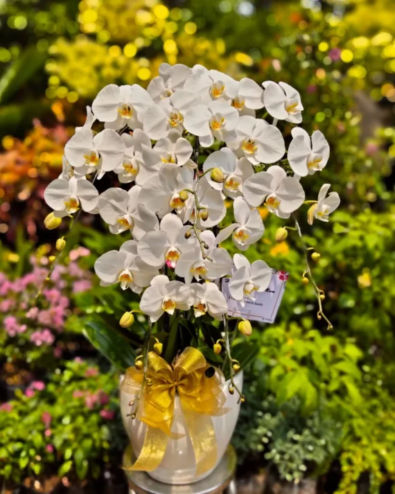 anggrek bulan puith jumbo