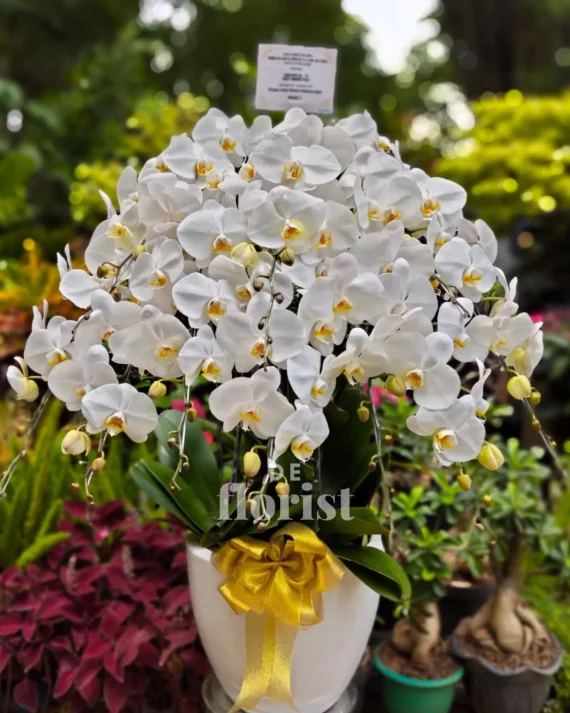 anggrek bulan putih 10