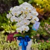 anggrek bulan putih, florist and gift jakarta terdekat