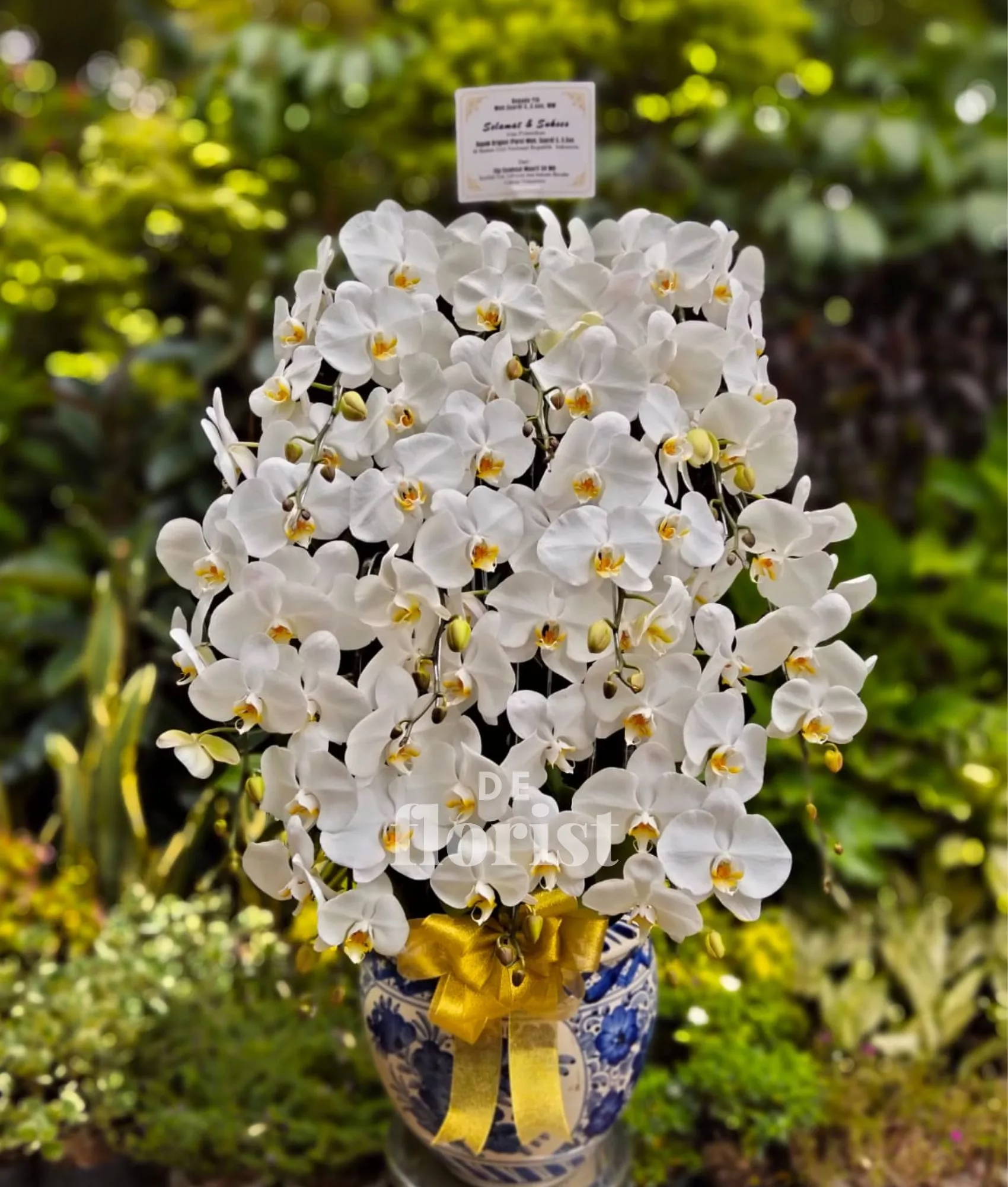 anggrek bulan putih jumbo