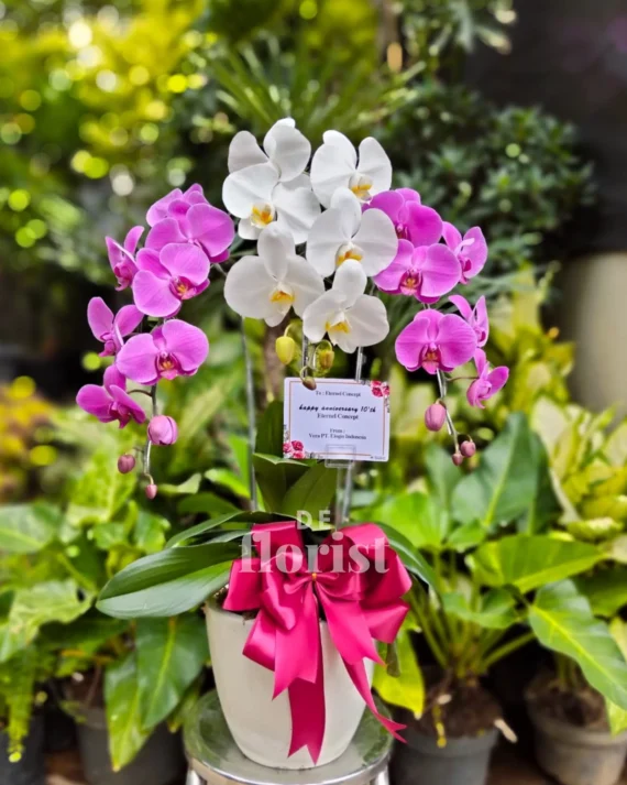 anggrek bulan putih ungu