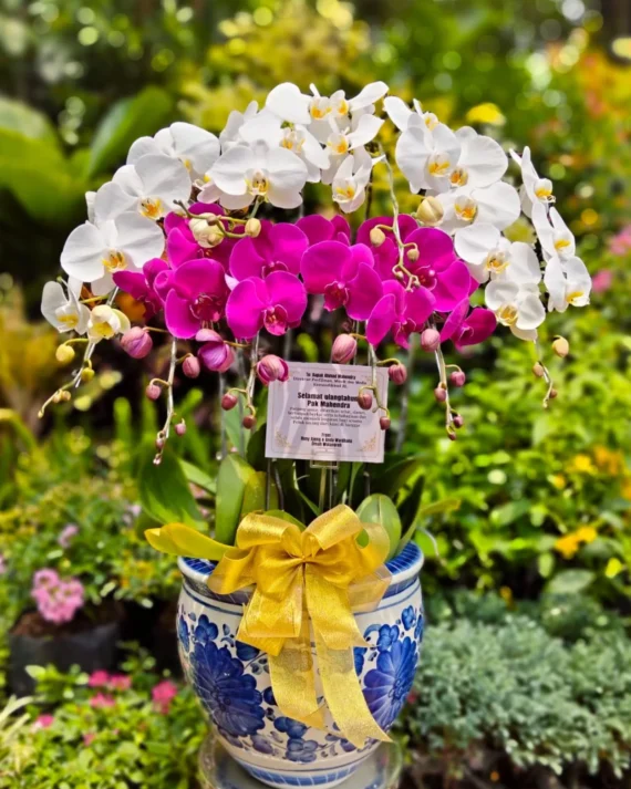 Anggrek Bulan Putih Ungu