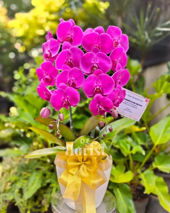 anggrek bulan ungu 02