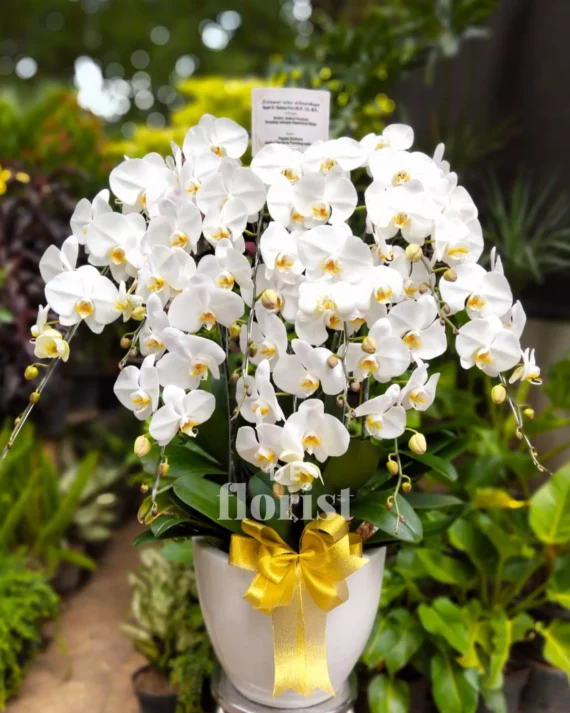 bunga anggrek bulan putih 9