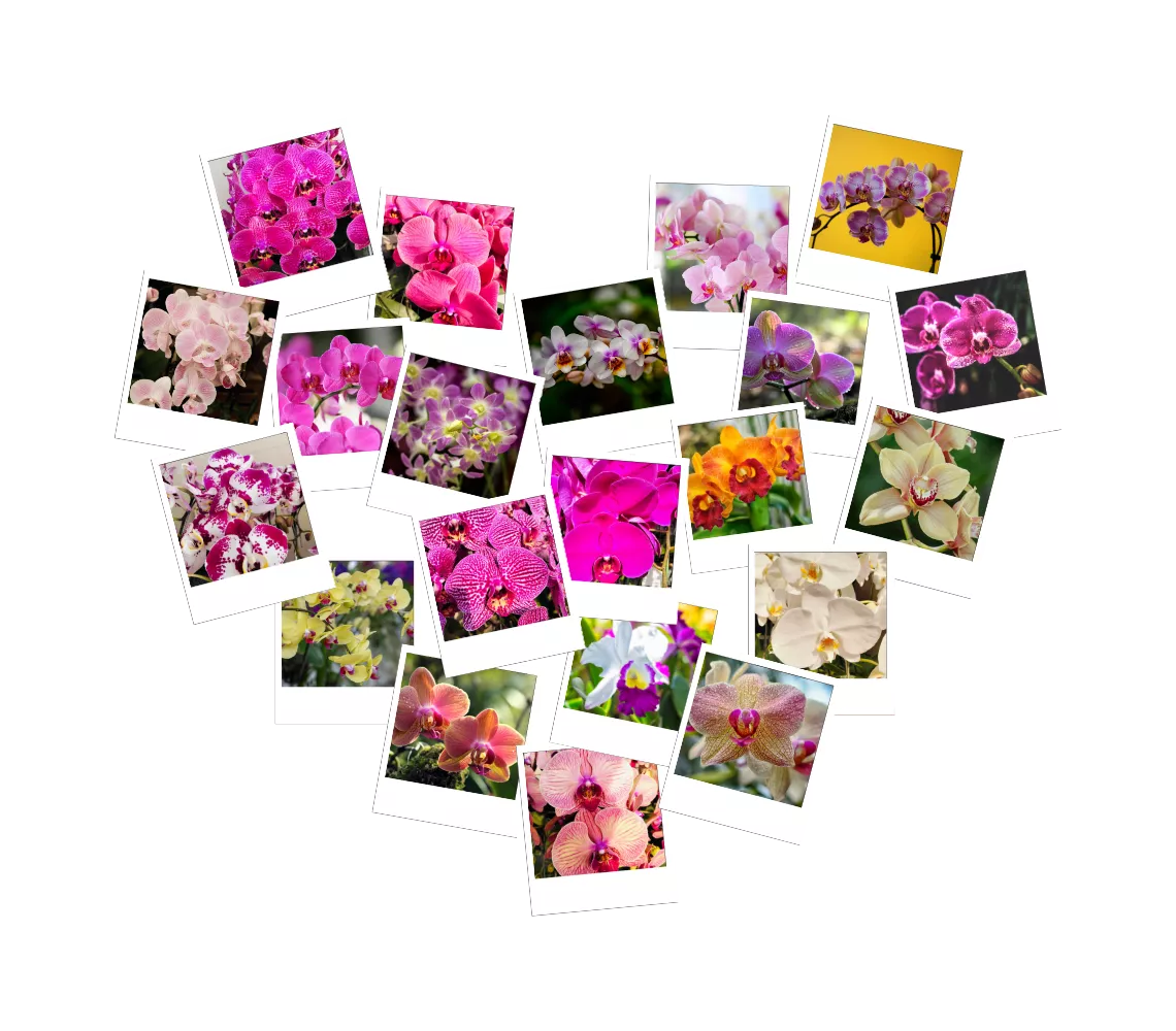 anggrek bulan jakarta - De Orchids